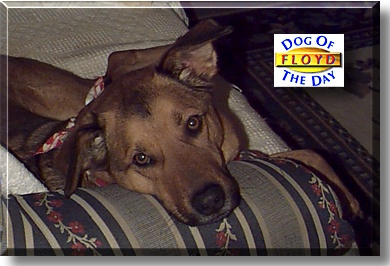 Floyd, the Dog of the Day
