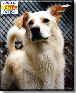 Otis, the Dog of the Day