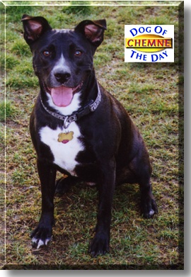 Chemne, the Dog of the Day