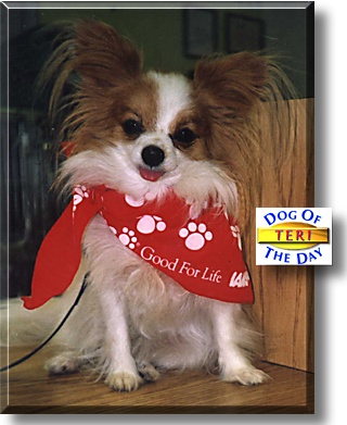 Teri, the Dog of the Day