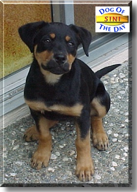 Sini, the Dog of the Day