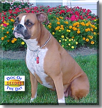 DeeDee, the Dog of the Day
