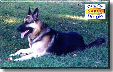 Sarge, the Dog of the Day