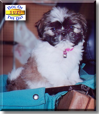 Suzi, the Dog of the Day