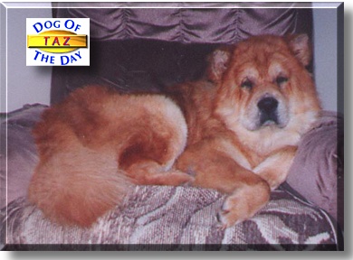 Taz, the Dog of the Day
