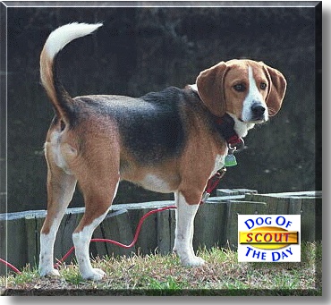 Scout, the Dog of the Day