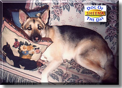 Sheena, the Dog of the Day