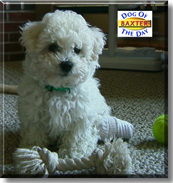 Baxter, the Dog of the Day