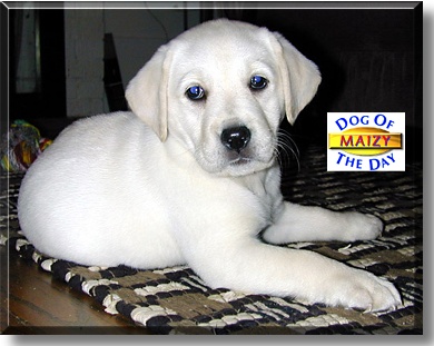 Maizy, the Dog of the Day