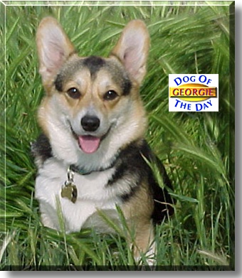 Georgie, the Dog of the Day