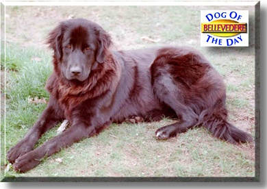 Bellevedere, the Dog of the Day