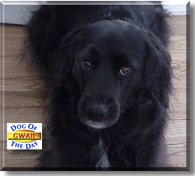 Gwaii, the Dog of the Day