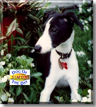 Simon, the Dog of the Day