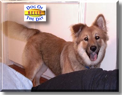 Belle, the Dog of the Day