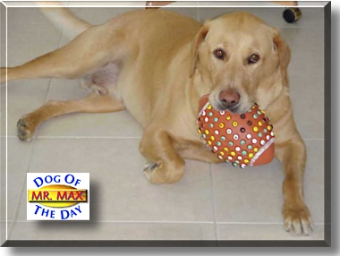 Mr. Max, the Dog of the Day