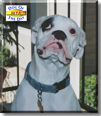 Mya, the Dog of the Day