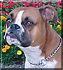 DeeDee