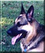 Sarge