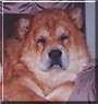 Taz