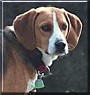 Scout