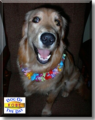 Kobe, the Dog of the Day