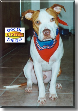 Dexter, the Dog of the Day