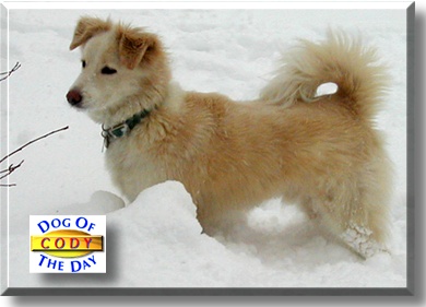 Cody, the Dog of the Day