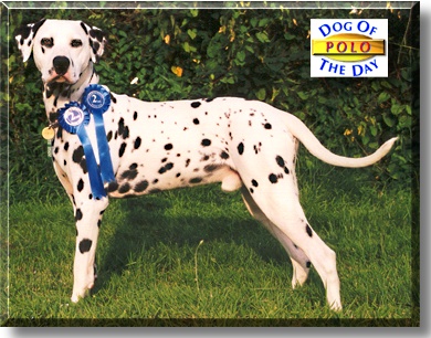 Polo, the Dog of the Day