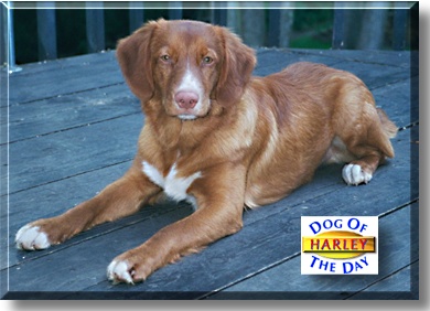 Harley, the Dog of the Day