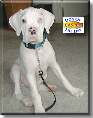 Casper, the Dog of the Day