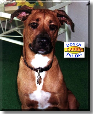 Gabby, the Dog of the Day
