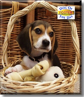 Foster, the Dog of the Day