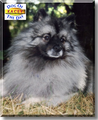 Kacey, the Dog of the Day