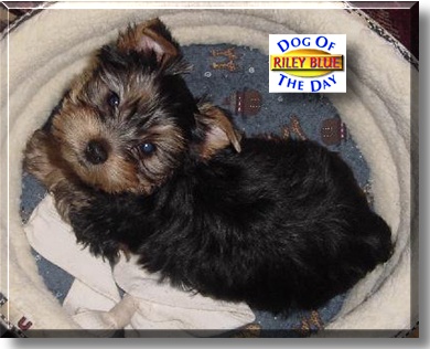 Riley Blue, the Dog of the Day