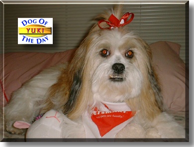 Yuki, the Dog of the Day