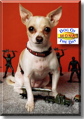 Mona, the Dog of the Day
