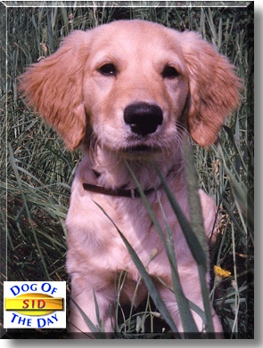 Sid, the Dog of the Day