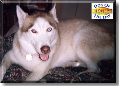Honey, the Dog of the Day