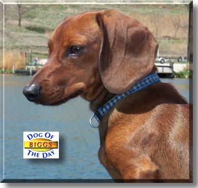 Mr. Bigglesworth, the Dog of the Day