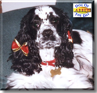 Abbey, the Dog of the Day