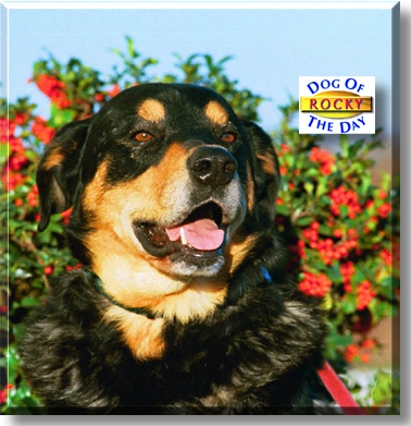 Rocky, the Dog of the Day