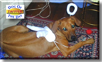 Swiffer, the Dog of the Day
