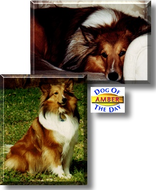 Amber, the Dog of the Day