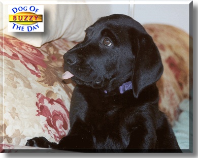 Buzzy, the Dog of the Day