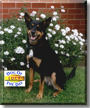 Lucy, the Dog of the Day