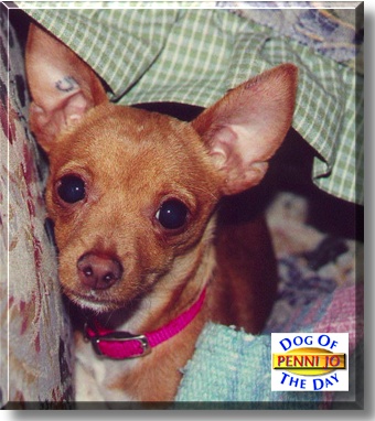 Penni Jo, the Dog of the Day