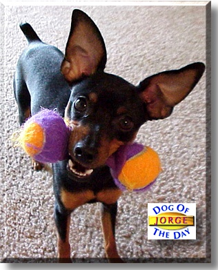 Jorge, the Dog of the Day