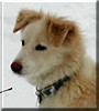 Cody