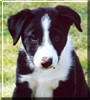 Sparky
