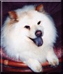Roxy